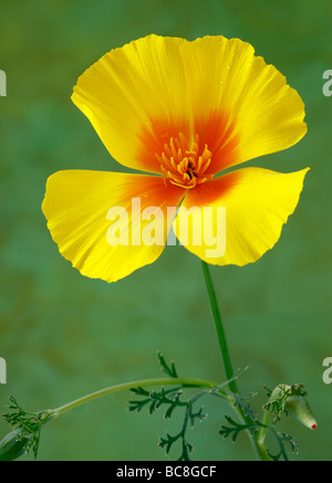 Einzelne gelbe Mohn, goldene Werte Eschscholzia Californica. Stockfoto