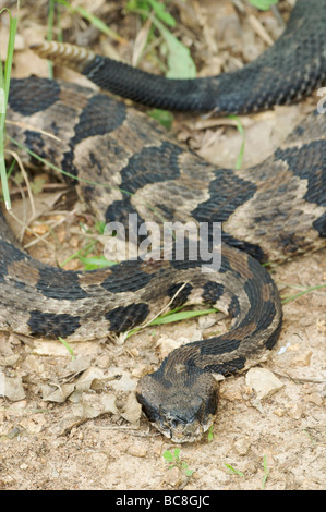 Holz Klapperschlange Flat Rock Zeder Glade State Natural Area Tennessee Stockfoto