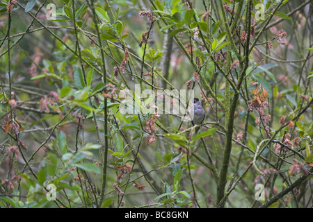 Mönchsgrasmücke Sylvia Atricapilla Gesang von Dichter Vegetation bei Schinken Wand Reserve, Somerset im Juni. Stockfoto