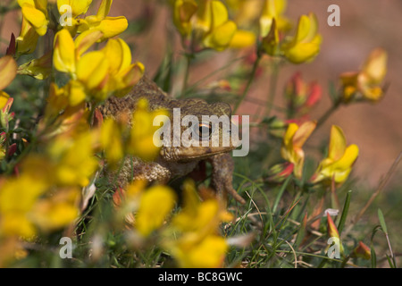 Gemeinsamen Kröte Bufo Bufo unter gemeinsamen Vogels-Fuß-Kleeblatt auf Grünland bei Priddy Mineries, Somerset im Juni. Stockfoto