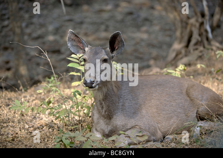 Weibliche Hirsche Sambar (Cervus unicolor) Stockfoto