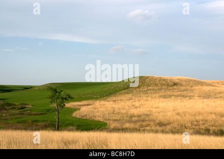 Konza Prairie biologische Station ist eine Domäne der native Tallgrass Prairie in Flint Hills des nordöstlichen Kansas USA Stockfoto