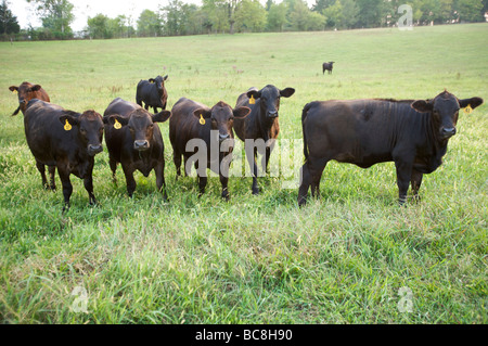 Kühe in einem Feld mit Ohrmarken Stockfoto
