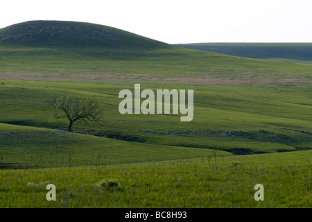 Konza Prairie biologische Station ist eine Domäne der native Tallgrass Prairie in Flint Hills des nordöstlichen Kansas USA Stockfoto