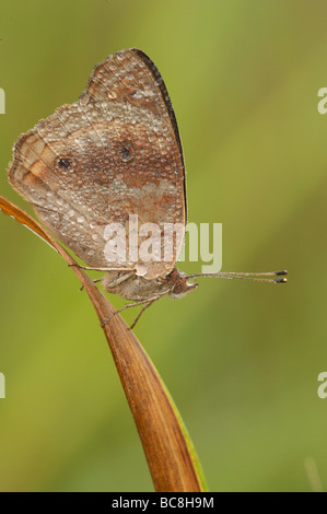 Tau bedeckt Schmetterling auf Grashalm Stockfoto