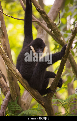 Weißen Wangen Gibbon Stockfoto