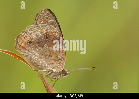 Tau bedeckt Schmetterling auf Grashalm Stockfoto