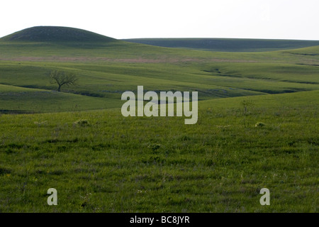 Konza Prairie biologische Station ist eine Domäne der native Tallgrass Prairie in Flint Hills des nordöstlichen Kansas USA Stockfoto