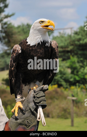 Weißkopfseeadler auf dem Handschuh ein Falkner Stockfoto