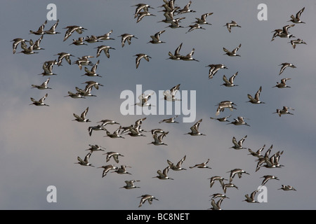 Schwarz tailed Godwits im Flug über North Norfolk Küste. Stockfoto