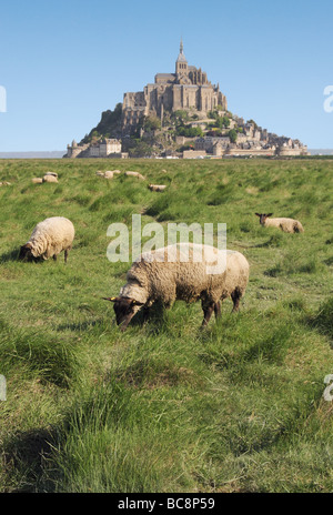 Schafbeweidung vor Mont St Michel Stockfoto