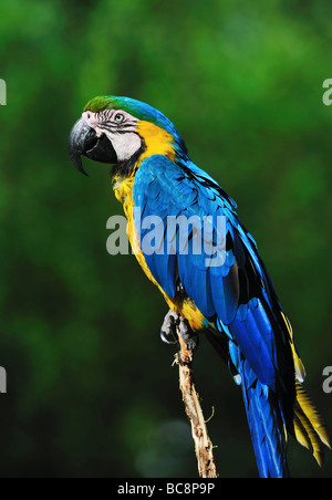 Nahaufnahme von einem schönen blauen und gelben Ara Ara ararauna Stockfoto