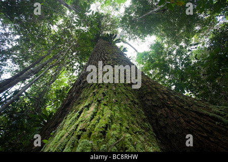 PARANUSS-Baum (Bertholletia Excelsa) Iwokrama Rainforest, Guyana.  Blick nach oben in Richtung Baldachin. Stockfoto