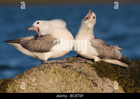 Fulmar paar, Baltasound, Unst, Shetland Stockfoto