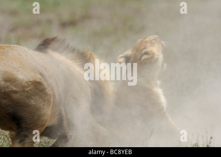 Stock Foto von einem großen männlichen Löwen angreifen und töten eine Cub, Ndutu, Tansania, Februar 2009. Stockfoto