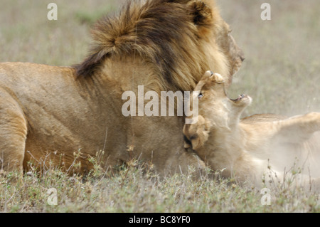 Stock Foto von einem großen männlichen Löwen angreifen und töten eine Cub, Ndutu, Tansania, Februar 2009. Stockfoto