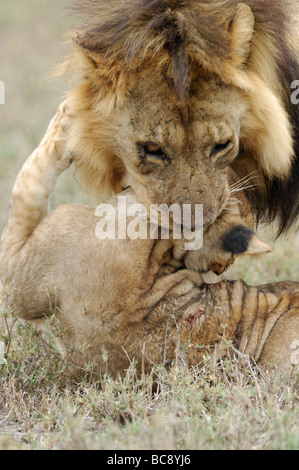 Stock Foto von einem großen männlichen Löwen angreifen und töten eine Cub, Ndutu, Tansania, Februar 2009. Stockfoto