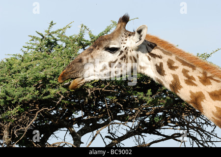 Stock Foto einer Masai-Giraffe Essen vom oberen Rand einer Akazie, Ndutu, Tansania, 2009. Stockfoto