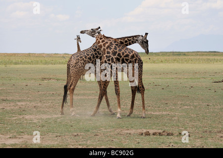 Stock Foto von zwei Masai Giraffe sparring, Lake Manyara National Park, Tansania, 2009. Stockfoto