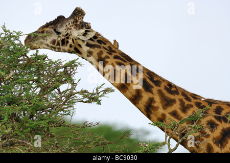 Stock Foto einer Masai-Giraffe Essen vom oberen Rand einer Akazie, Ndutu, Tansania, 2009. Stockfoto