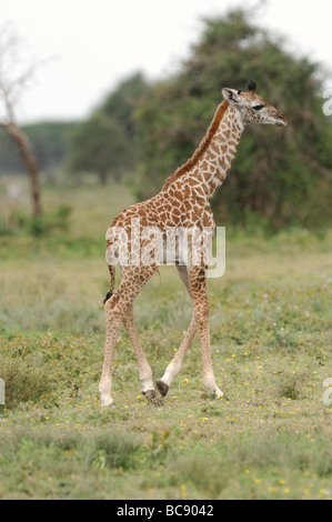 Stock Foto von einer Giraffe Kalb ausgeführt, Ndutu Wald, Tansania, 2009. Stockfoto