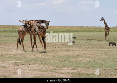 Stock Foto von zwei Masai Giraffe sparring, Lake Manyara National Park, Tansania, 2009. Stockfoto