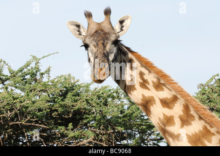 Stock Foto einer Masai-Giraffe Essen vom oberen Rand einer Akazie, Ndutu, Tansania, 2009. Stockfoto