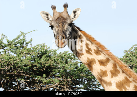 Stock Foto einer Masai-Giraffe Essen vom oberen Rand einer Akazie, Ndutu, Tansania, 2009. Stockfoto