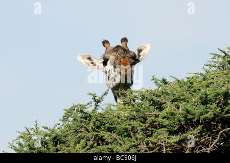 Stock Foto einer Masai-Giraffe Essen vom oberen Rand einer Akazie, Ndutu, Tansania, 2009. Stockfoto