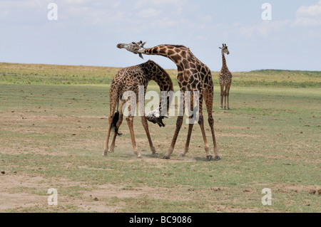 Stock Foto von zwei Masai Giraffe sparring, Lake Manyara National Park, Tansania, 2009. Stockfoto