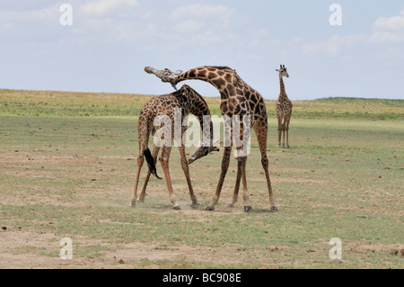 Stock Foto von zwei Masai Giraffe sparring, Lake Manyara National Park, Tansania, 2009. Stockfoto