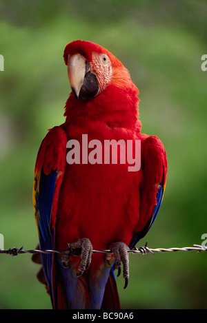 HELLROTEN Aras Ara Macao COPAN Ruinen HONDURAS Stockfoto
