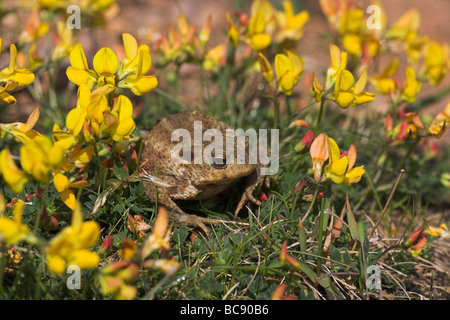 Gemeinsamen Kröte Bufo Bufo unter gemeinsamen Vogels-Fuß-Kleeblatt auf Grünland bei Priddy Mineries, Somerset im Juni. Stockfoto