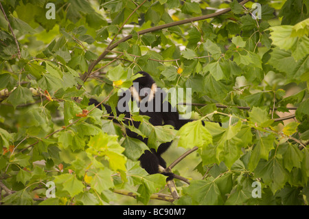 Weißen Wangen Gibbon Stockfoto