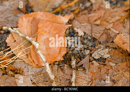Herbst Blätter auf den Bäumen und auf den Boden gefallen Stockfoto