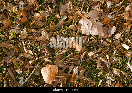 Herbst Blätter auf den Bäumen und auf den Boden gefallen Stockfoto