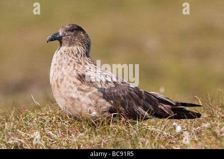 Ein Bonxie (Great Skua - Catharacta Skua) auf Hermaness Hill, Hermaness NNR, Unst Shetland. Stockfoto