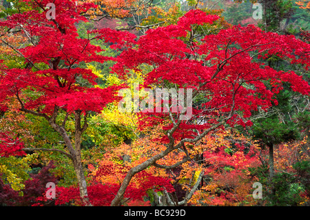 JAPANISCHE AHORNE biegen Sie Farben in MOMIJIDANI PARK im Herbst MIYA JIMA ISLAND JAPAN Stockfoto
