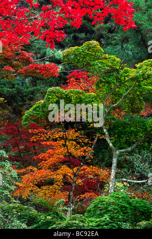 JAPANISCHE AHORNE biegen Sie Farben in MOMIJIDANI PARK im Herbst MIYA JIMA ISLAND JAPAN Stockfoto