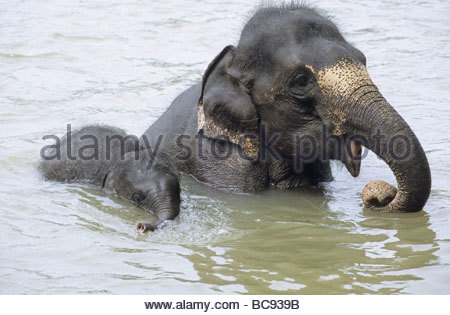 Elefant Spiele Elefant Spiele