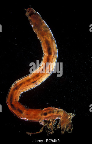 Bloodworm Biting-Midge Larve, Chironomus Stockfoto