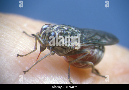 Tsetse-Fliege, Glossina - ernähren sich von menschlichem Blut. Tsetses sind verantwortlich für die Übertragung von mehreren tropischen Krankheiten. Stockfoto