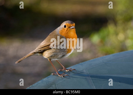 Robin richtige Profil Blick in die Kamera Stockfoto