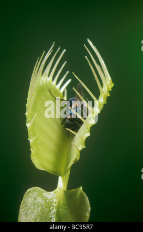 Eine Fliege gefangen in einer Venusfliegenfalle Dionaea Muscipula, die es zu verdauen und die Nährstoffe zu absorbieren Stockfoto