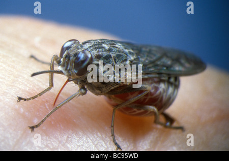 Tsetse-Fliege, Glossina - ernähren sich von menschlichem Blut. Tsetse-Fliegen sind der Vektor für mehrere menschliche Tropenkrankheiten. Stockfoto