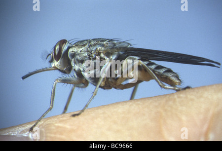 Tsetse-Fliege, Glossina - ernähren sich von menschlichem Blut. Tsetse-Fliegen sind der Vektor für mehrere menschliche Tropenkrankheiten. Stockfoto