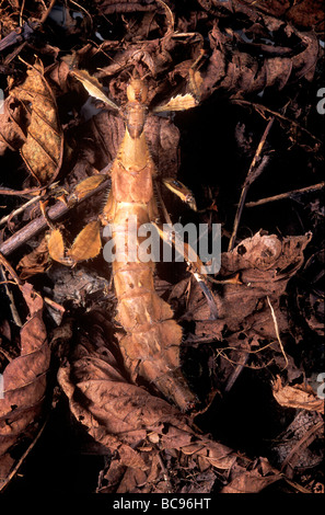 Macleay Gespenst Stabheuschrecke Extatosoma Tiaratum auch riesige stacheligen Stabheuschrecke, Giant Spiny Stabheuschrecke, stacheligen Blätter-Insekt Stockfoto