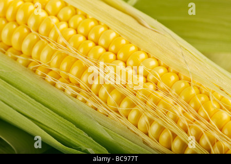Nahaufnahme von Maiskolben Stockfoto