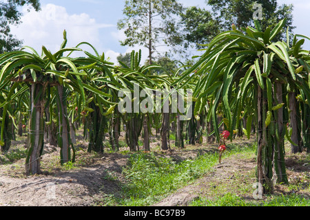 Drachenfrucht (auch Pitaya) Plantage - Provinz Siem Reap, Kambodscha Stockfoto