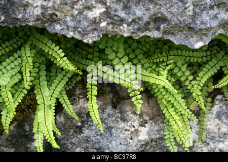 Tausend Spleenwort Asplenium Trichomanes genommen bei Malham, Yorkshire, UK Stockfoto